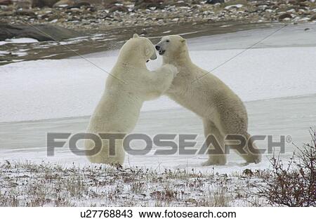 Polar Bears in Churchill Manitoba View Large Photo Image Stock Image - Polar Bears in Churchill Manitoba. Fotosearch