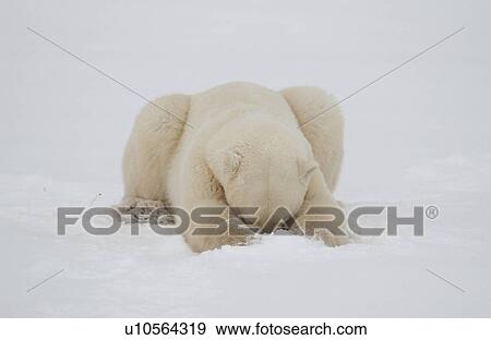 Polar Bears in Churchill Manitoba Canada North View Large Photo Image Stock Photo - Polar Bears in Churchill Manitoba Canada North. Fotosearch