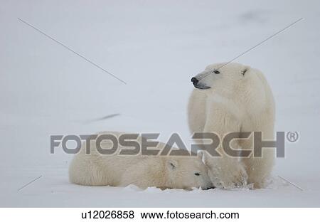 Stock Photo - Polar Bears in Churchill Manitoba Canada North. Fotosearch