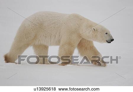 Stock Photo - Polar Bears in Churchill Manitoba Canada North. Fotosearch