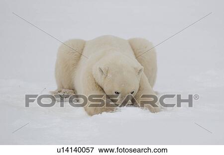 Polar Bears in Churchill Manitoba Canada North View Large Photo Image Stock Photo - Polar Bears in Churchill Manitoba Canada North. Fotosearch