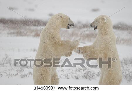 Stock Photo - Polar Bears in Churchill Manitoba Canada North. Fotosearch