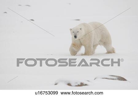 Stock Photo - Polar Bears in Churchill Manitoba Canada North. Fotosearch