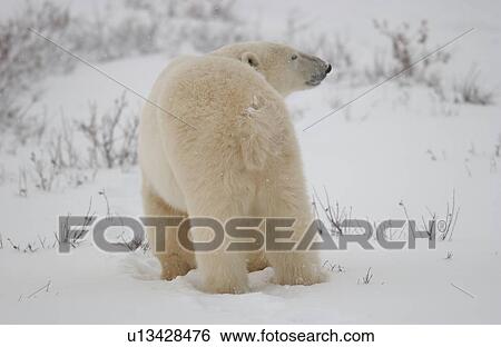 Stock Photograph - Polar Bears in Churchill Manitoba Canada North. Fotosearch