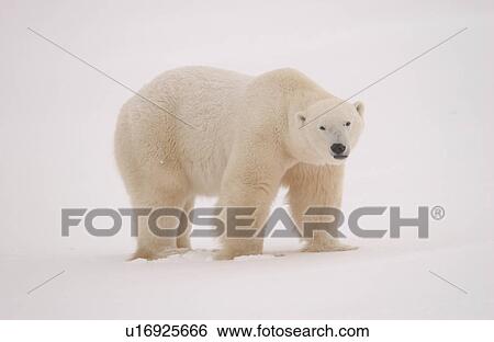 Stock Photograph - Polar Bears in Churchill Manitoba Canada North. Fotosearch