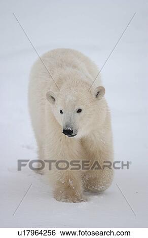 Stock Photograph - Polar Bears in Churchill Manitoba Canada North. Fotosearch