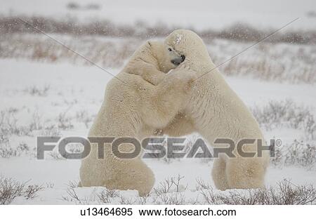 Stock Photography - Polar Bears in Churchill Manitoba Canada North. Fotosearch