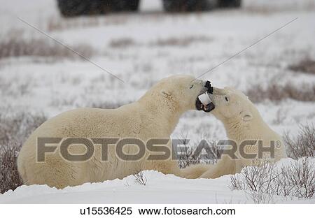 Stock Photography - Polar Bears in Churchill Manitoba Canada North. Fotosearch