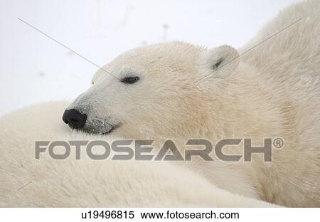 Polar Bears in Churchill Manitoba Canada North View Large Photo Image Stock Photography - Polar Bears in Churchill Manitoba Canada North. Fotosearch