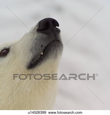 Stock Photo - Snout of Polar Bear at Churchill Manitoba. Fotosearch