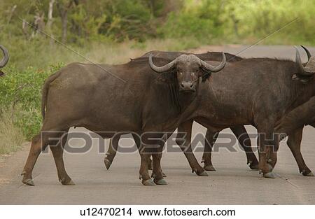 African Buffalo View Large Photo Image Picture - African Buffalo. Fotosearch