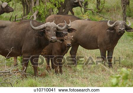 Stock Image - African Buffalo. Fotosearch