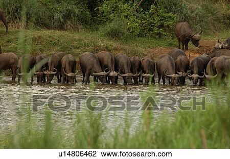 Stock Image - African Buffalo. Fotosearch