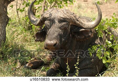 African Buffalo View Large Photo Image Stock Image - African Buffalo. Fotosearch