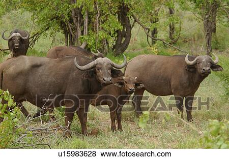 Stock Photo - African Buffalo. Fotosearch