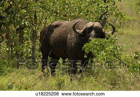 Stock Photo - African Buffalo. Fotosearch