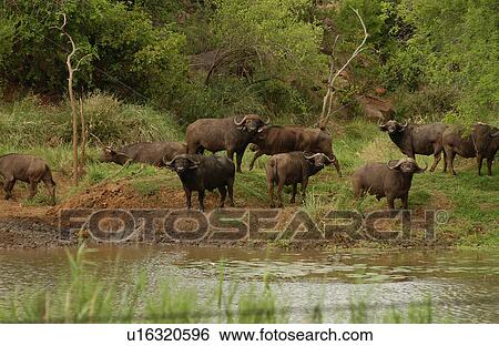 Stock Photograph - African Buffalo. Fotosearch