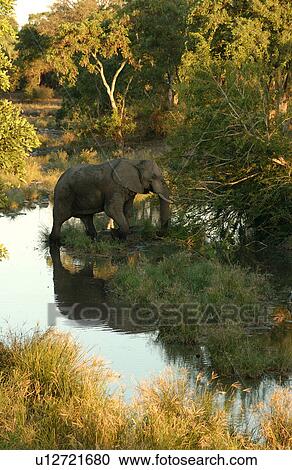 Stock Image - African Elephant. Fotosearch