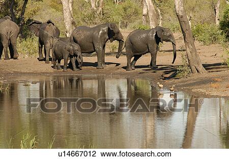 Stock Image - African Elephant. Fotosearch