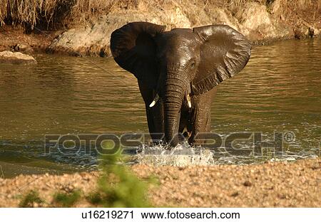 African Elephant View Large Photo Image Stock Image - African Elephant. Fotosearch