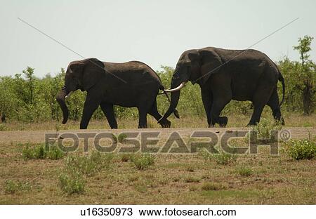 Stock Image - African Elephant. Fotosearch