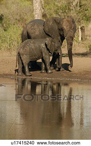 African Elephant View Large Photo Image Stock Image - African Elephant. Fotosearch
