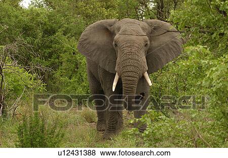 Stock Photo - African Elephant. Fotosearch