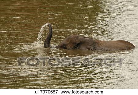 Stock Photo - African Elephant. Fotosearch