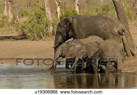 African Elephant View Large Photo Image Stock Photo - African Elephant. Fotosearch