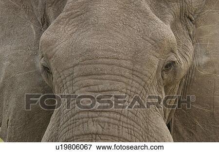 Stock Photo - African Elephant. Fotosearch
