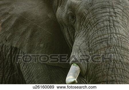 Stock Photo - African Elephant. Fotosearch