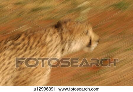 Cheetah View Large Photo Image Stock Image - Cheetah. Fotosearch