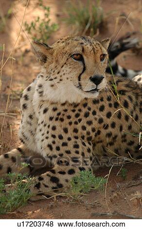 Cheetah View Large Photo Image Stock Photo - Cheetah. Fotosearch