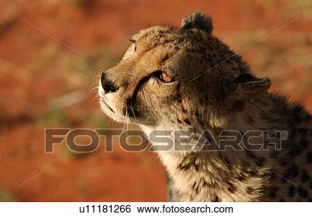 Stock Photograph - Cheetah. Fotosearch