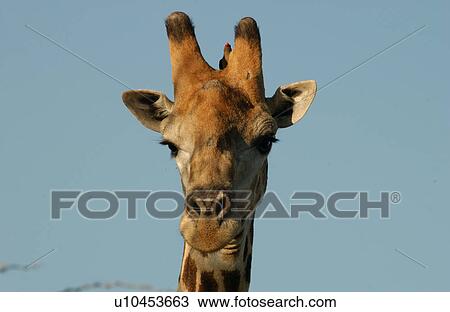 Stock Image - Giraffe. Fotosearch