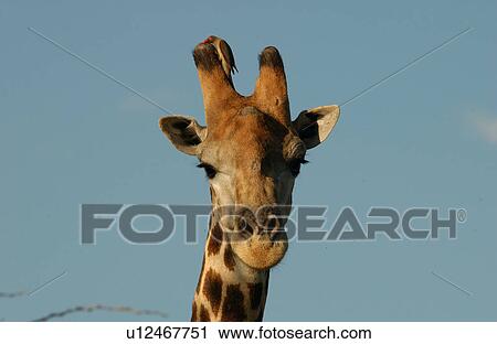 Giraffe View Large Photo Image Stock Image - Giraffe. Fotosearch