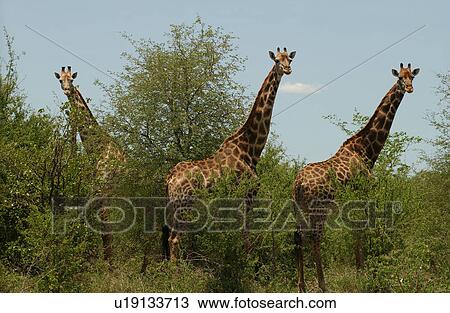 Stock Image - Giraffe. Fotosearch