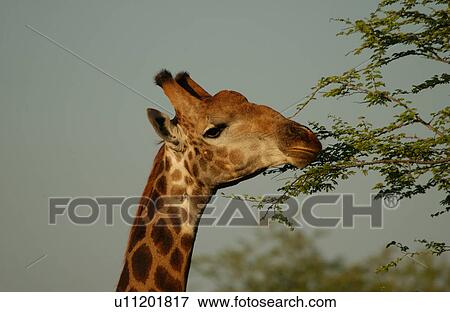 Giraffe View Large Photo Image Stock Photo - Giraffe. Fotosearch
