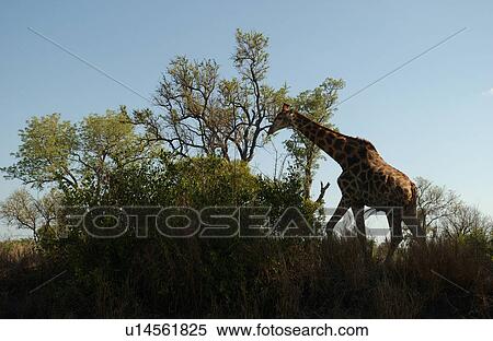 Giraffe View Large Photo Image Stock Photography - Giraffe. Fotosearch