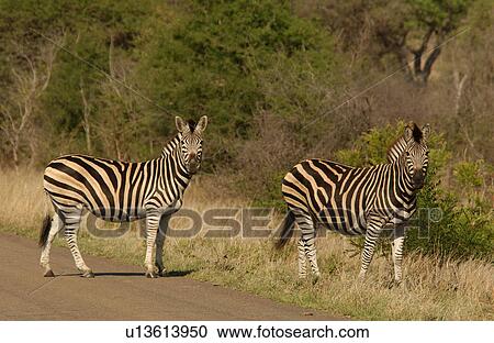 Stock Image - Kruger National Park, South Africa - Zebra. Fotosearch