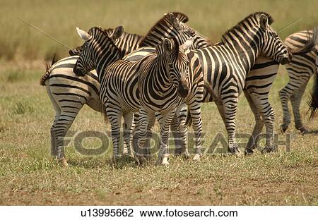 Stock Image - Kruger National Park, South Africa - Zebra. Fotosearch