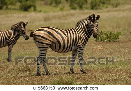 Kruger National Park, South Africa - Zebra View Large Photo Image Stock Image - Kruger National Park, South Africa - Zebra. Fotosearch
