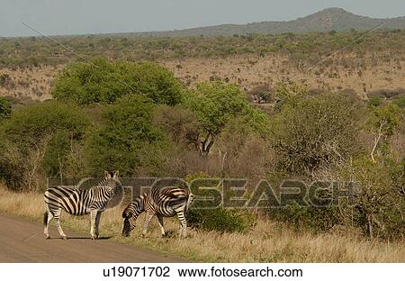 Stock Image - Kruger National Park, South Africa - Zebra. Fotosearch