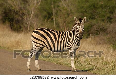 Stock Image - Kruger National Park, South Africa - Zebra. Fotosearch