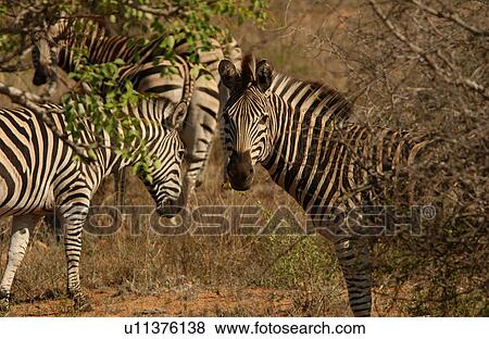 Kruger National Park, South Africa - Zebra View Large Photo Image Stock Photo - Kruger National Park, South Africa - Zebra. Fotosearch