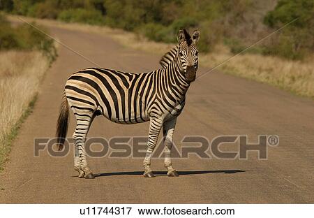 Stock Photo - Kruger National Park, South Africa - Zebra. Fotosearch