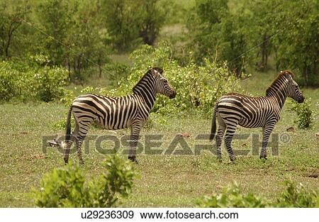 Stock Photo - Kruger National Park, South Africa - Zebra. Fotosearch
