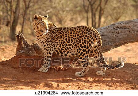 Picture - Leopard. Fotosearch