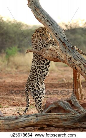 Picture - Leopard. Fotosearch