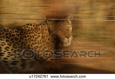 Leopard View Large Photo Image Stock Image - Leopard. Fotosearch